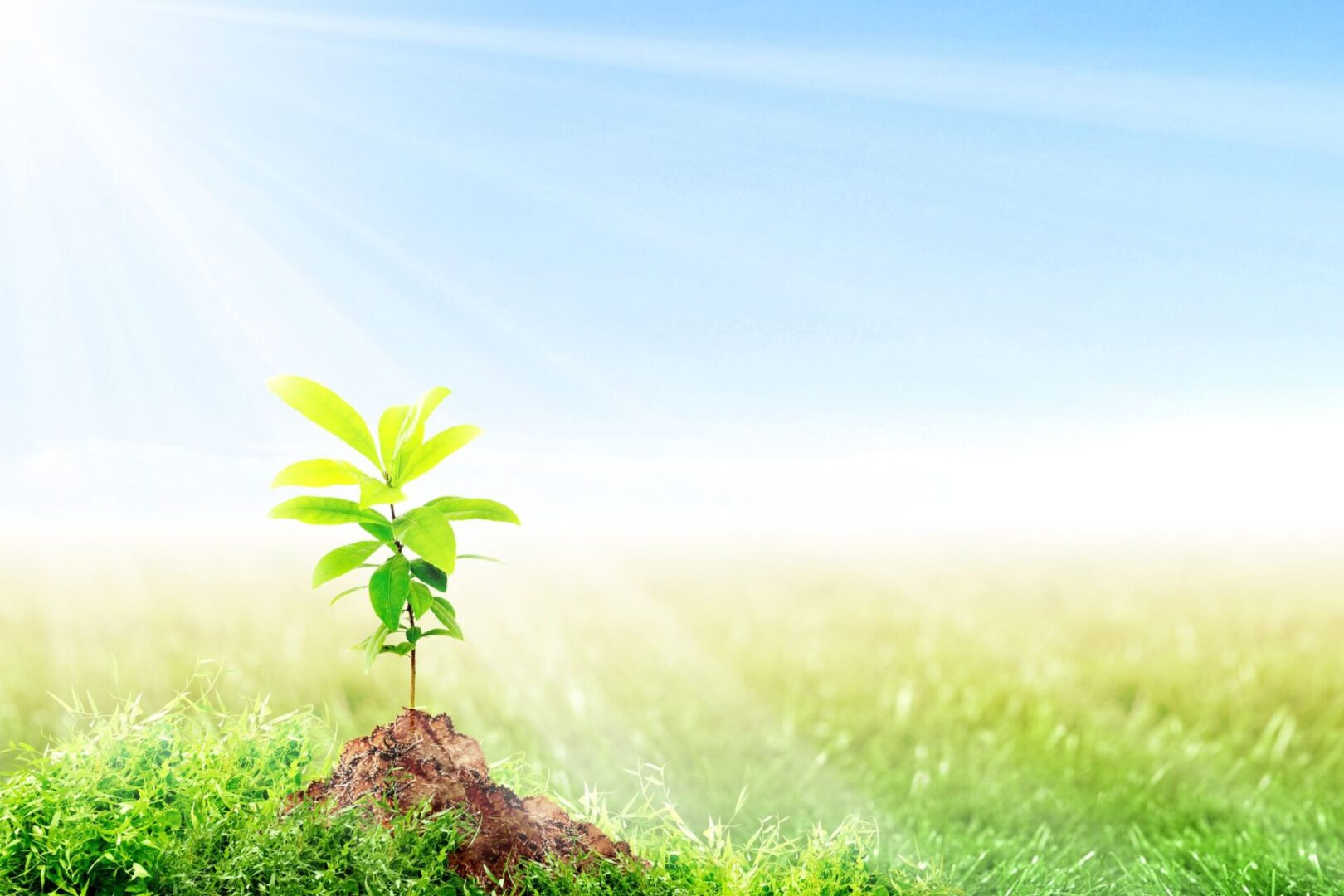 A small tree is growing in the middle of a field.