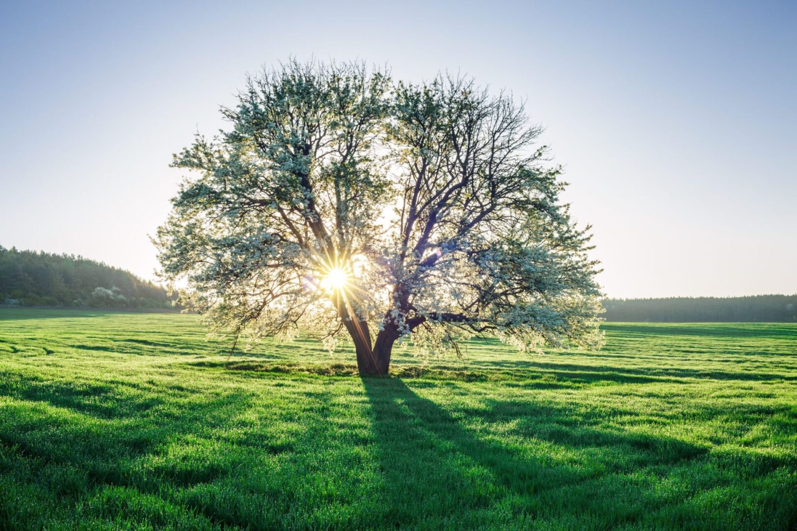 A tree with the sun shining through it